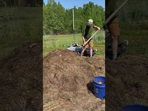 Fast Compost Pile: Day 2