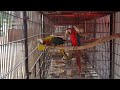 Ruby macaw and harlequin macaw