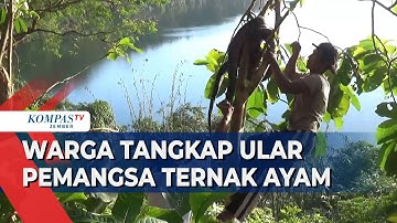 Memangsa Ternak, Ular Piton Sepanjang 4 Meter Ditangkap Warga