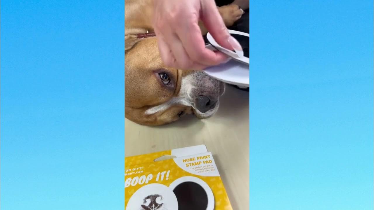 Get your Dog's Nose Print YouTube
