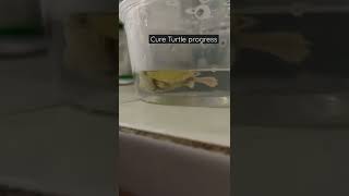 MENGOBATI KURA KURA PILEK