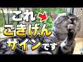 気まぐれの猫が機嫌の良いとき・悪いときに見せる可愛すぎる仕草【保護猫】