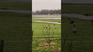 Перелетные птицы в Нидерландах #жизньвнидерландах #амстердам #переездвнидерланды #работавевропе