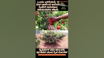 ದಾಳಿಂಬೆ ಕೃಷಿಯಲ್ಲಿ 1 ಎಕರೆಲ್ಲಿ 13 ಟನ್ ಇಳುವರಿ ಪಡೆದ ಕೃಷಿಮೇಳ 2023 ತಾಲೂಕು ಯುವ ರೈತ ಪ್ರಶಸ್ತಿ ವಿಜೆತರು ಲೊಕೇಶ್