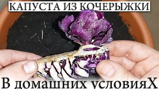 ✅ ВЫРАСТИЛ КАПУСТУ НА БАЛКОНЕ ИЗ КОЧЕРЫЖКИ!