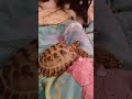 Schildkröte mit Husky im Bett | 🐢 Viking Turtle Olaf