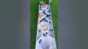 Marble run race ☆ handmade plastic slide + colorful marbles & wild animals #shorts
