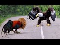 This Eagle Messed With The Wrong Opponent