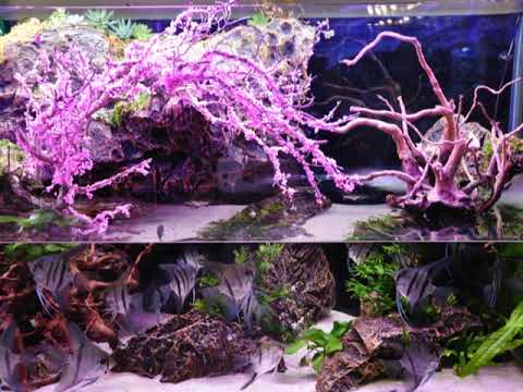 2017臺灣觀賞魚博覽會 精華篇