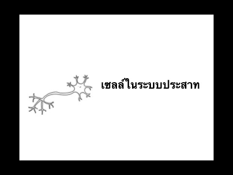 เซลล์ในระบบประสาท