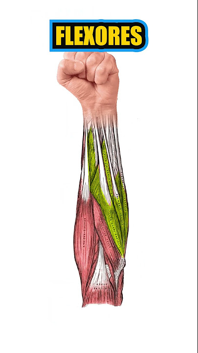 Press frances en maquina Excelente ejercicion para el triceps (guasanga😋).  Asi que si estas interesada en reducir la flacides de tus brazos y darle  mayor, By Juan Manuel Entrenador Personal