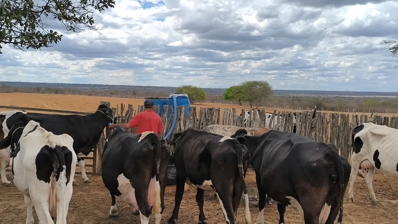 CADA DIA QUE SE PASSA TÁ MAIS DIFÍCIL DE ENCONTRA ÁGUA NO CARIRI PARA O GADO !!!!