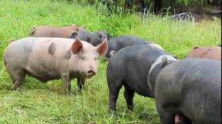 Pastured Pig Rotation with our Forest Raised Pigs