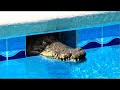 Крокодил Незаметно Заплыл в Бассейн...! Страшные Случаи с Животными Снятые на Камеру