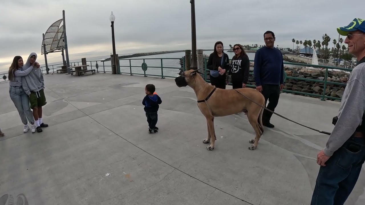 Cash 2.0 Great Dane Visiting Redondo Beach, King Harbor Marina 2023 (5 of 5)