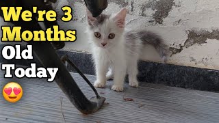 Adorable Cute Kittens Are 3 Months Old Today And Cuter Than Before