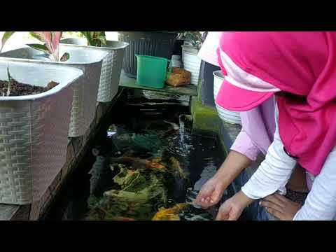 Video: Timun Disumbat Dengan Ikan Trout