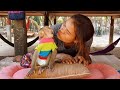 Obedient Monkey Koko So Much Loves To Mom | Cute Baby Monkey Koko Fun Playing