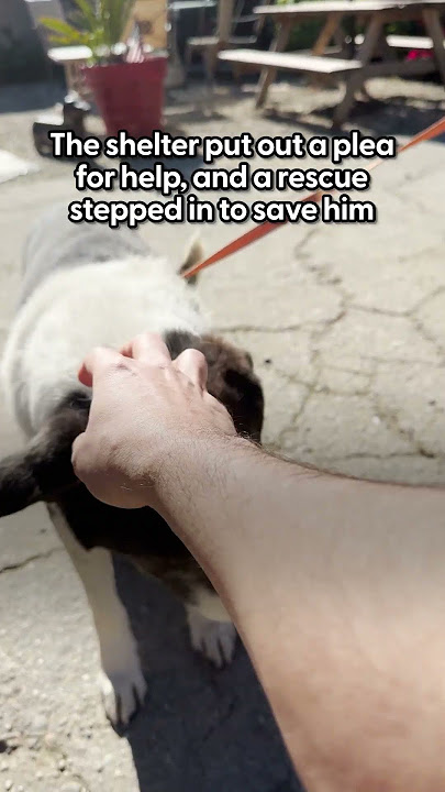 Deaf Shelter Dog Left Behind During Evacuation Gets A Second Chance | The Dodo