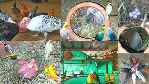 Love Birds and Java Birds breeding progress.