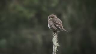 Northern Pygmy Owl: on the lookout