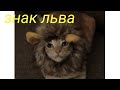 Львы с детства думают, что они лучше всех