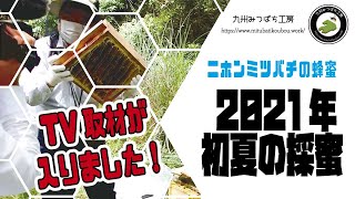 ニホンミツバチの蜂蜜【2021年　初夏の採蜜】　日本みつばちの養蜂 How to Beekeeping
