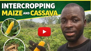 Intercroping maize and cassava  screenshot 2