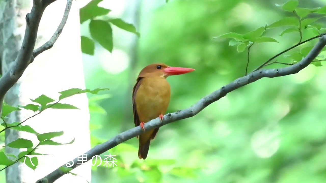 2026シーズン予約受付中!