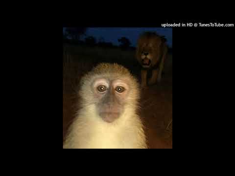 *free* perc40 tdf