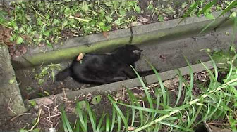 猫 喧嘩 死 Youtube