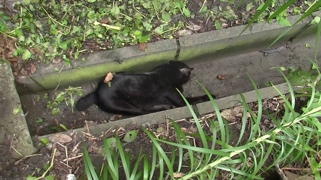 視聴注意 野良ネコ 臨終する瞬間 Youtube