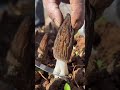 Fresh Morels Await, Come Taste!