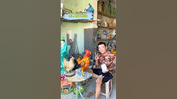 Cuang Cấp Khuôn Gà - Tượng Gà Nhiều Kích Thước - Nhận Tạo Mẫu Ra Khuôn Theo Yêu Cầu #dieukhac #art