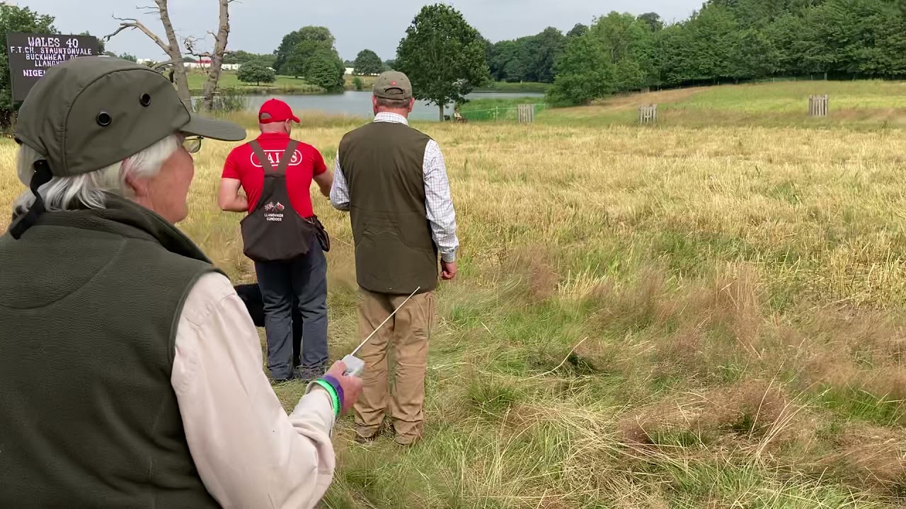 FTCH STAUNTONVALE BUCKWHEAT of LLANGYNIDR