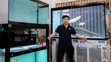 [Trailer] Nâng cấp lọc mới nhất Jarvis Tank và lắp đặt HỒ LỌC TRÀN TRÊN 2 TẦNG tại Tân Phú