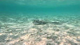 Stingray Lagoon Dusit Thani Maldives II, 19.10.2024