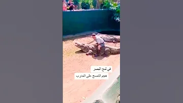 هجوم تمساح على المدرب 