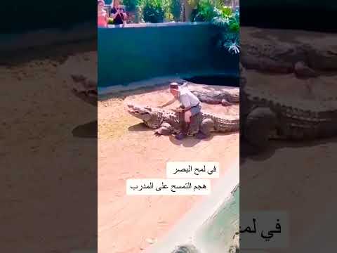 فيديو: هل التمساح القاتل له ذيل؟