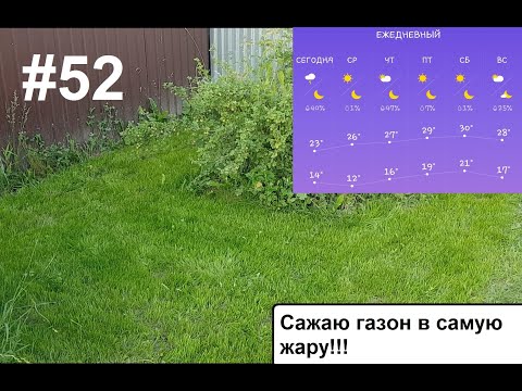 Сажаю газон в