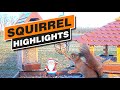 Squirrel Highlights Dec. 2021 - Recke, Germany