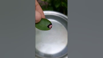 Leaf Boat #science #experiments