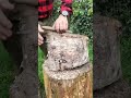 Working on the swedish fire  torch bushcraft nature outdoors woodworking shorts survival