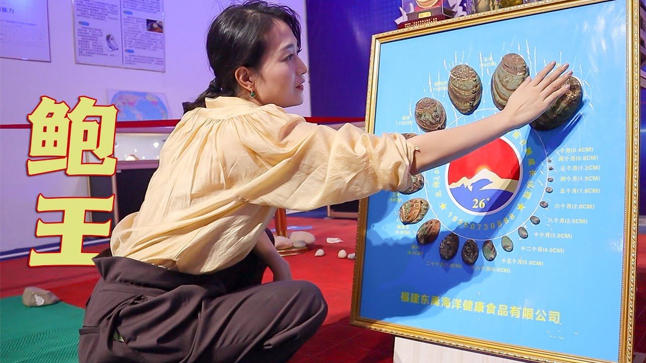 野獸級別的超大鮑王!個頭比表嫂臉還大,品種稀缺被博物館收藏