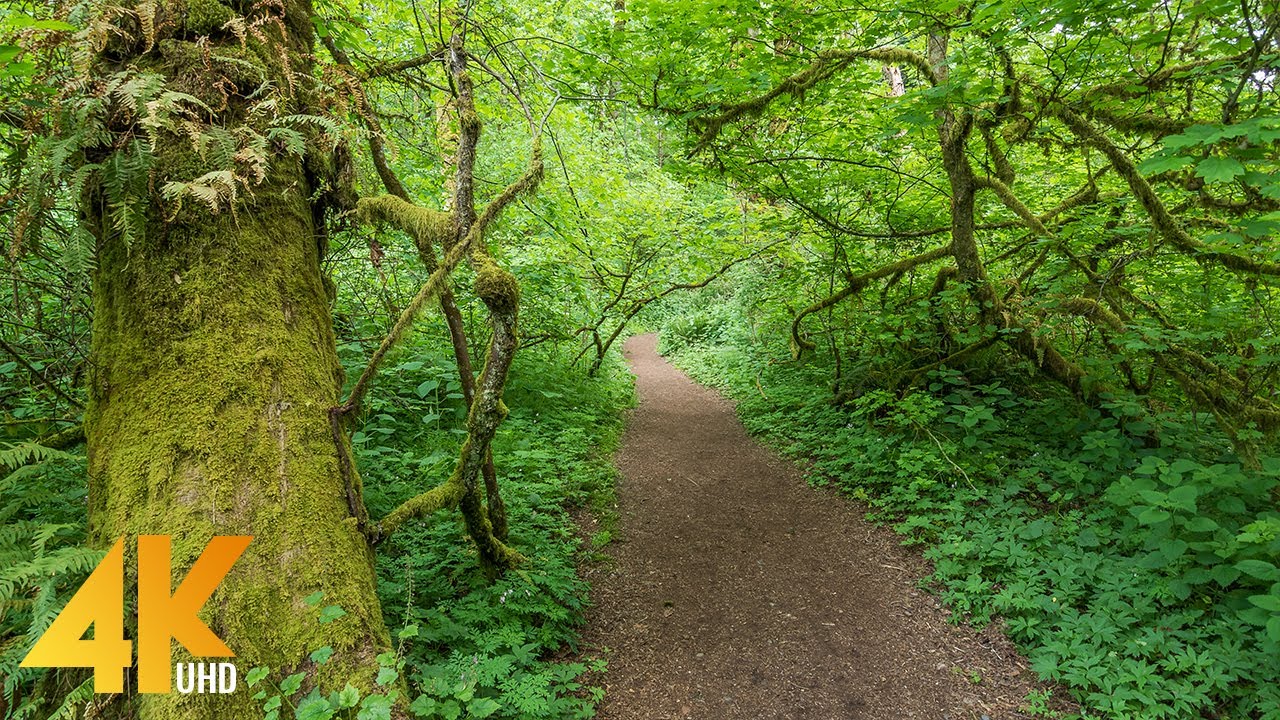 4K Virtual Hike on a Sunny Day - 3 5 Hours Forest Walk along the Coal Creek Trail  Bellevue