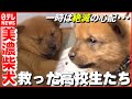 【犬】絶滅も心配された“美濃柴犬”…そのピンチ救った高校生たち 岐阜 NNNセレクション