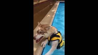 10 Funniest Husky Videos #4 | Funny Animals