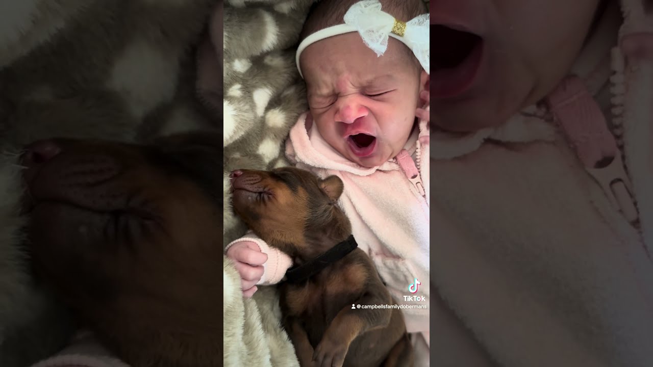 Introducing Baby Izzy The Future Dobermanist At Just One Week Old Izetta Rose Puppy