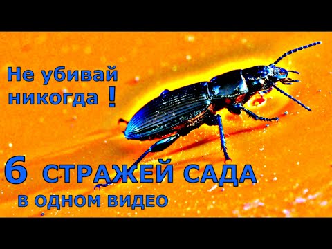 Видео: Полезные садовые насекомые: узнайте, как паразитические осы помогают саду