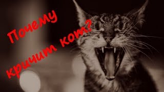 ПОЧЕМУ КРИЧИТ КОТ WHY DOES THE CAT SCREAM  Как успокоить котика